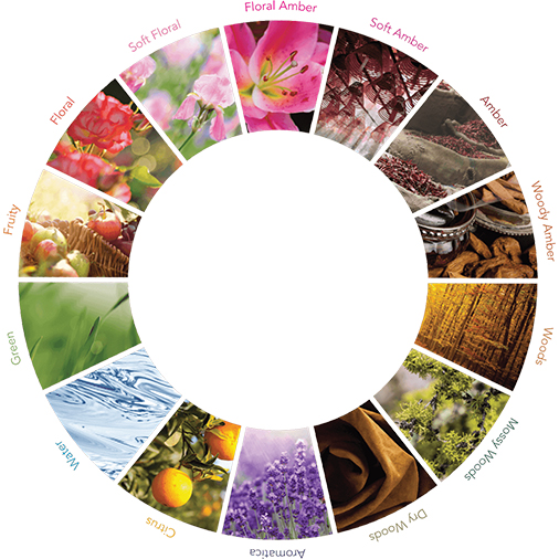 New Fragrances Circular Chart with Floral Amber Soft Amber Woods Aromatic Citrus Water Green Fruity Floral Soft Floral Notes - Aroma Diffuser Supplier AromaProx